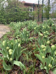 Mehr über den Artikel erfahren Aktion „Tulpen für Brot“