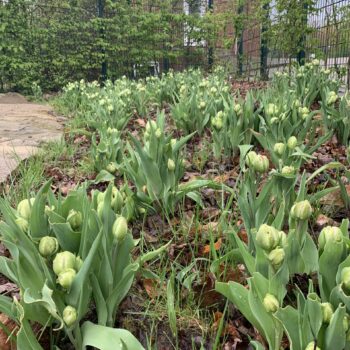 Aktion „Tulpen für Brot“